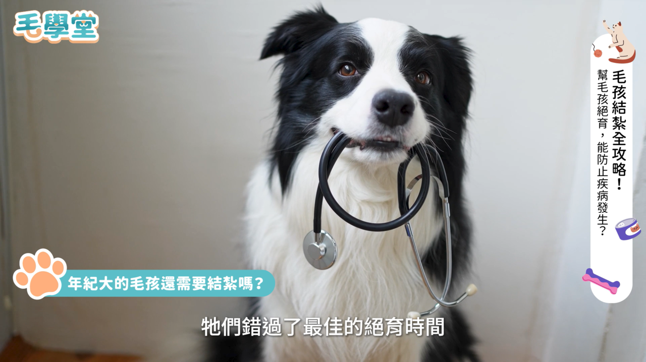 犬貓年紀大還能結紮？手術可拿補助金？獸醫親解「絕育常見QA」新老手飼主都要看| 動物星球| 生活| 聯合新聞網
