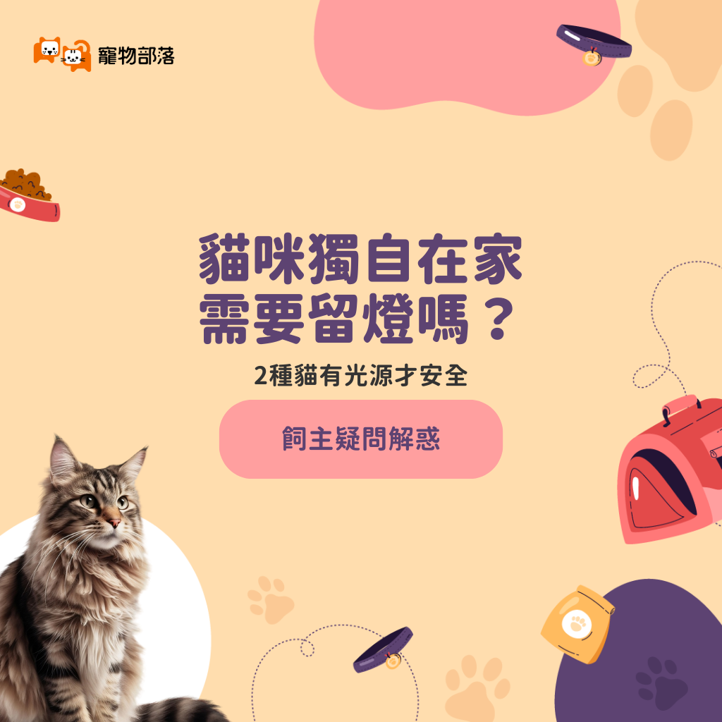 貓咪獨自在家需要留燈嗎？專家解答「這2種喵星人」有光源才安全| 動物星球| 生活| 聯合新聞網