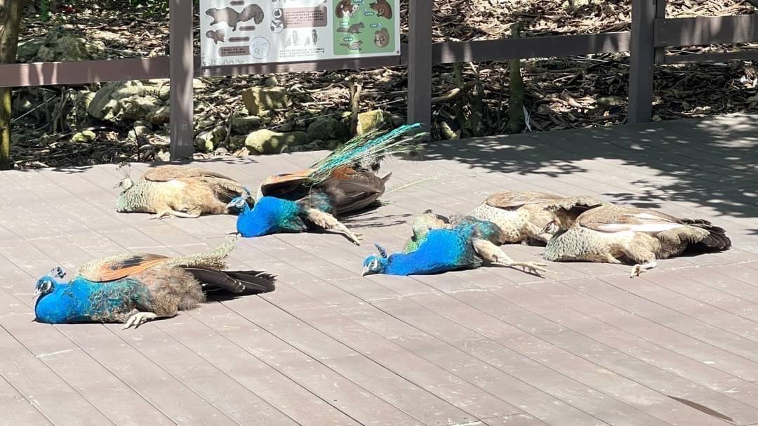 [新聞] 遊客嚇壞…壽山動物園30多隻孔雀集體倒地