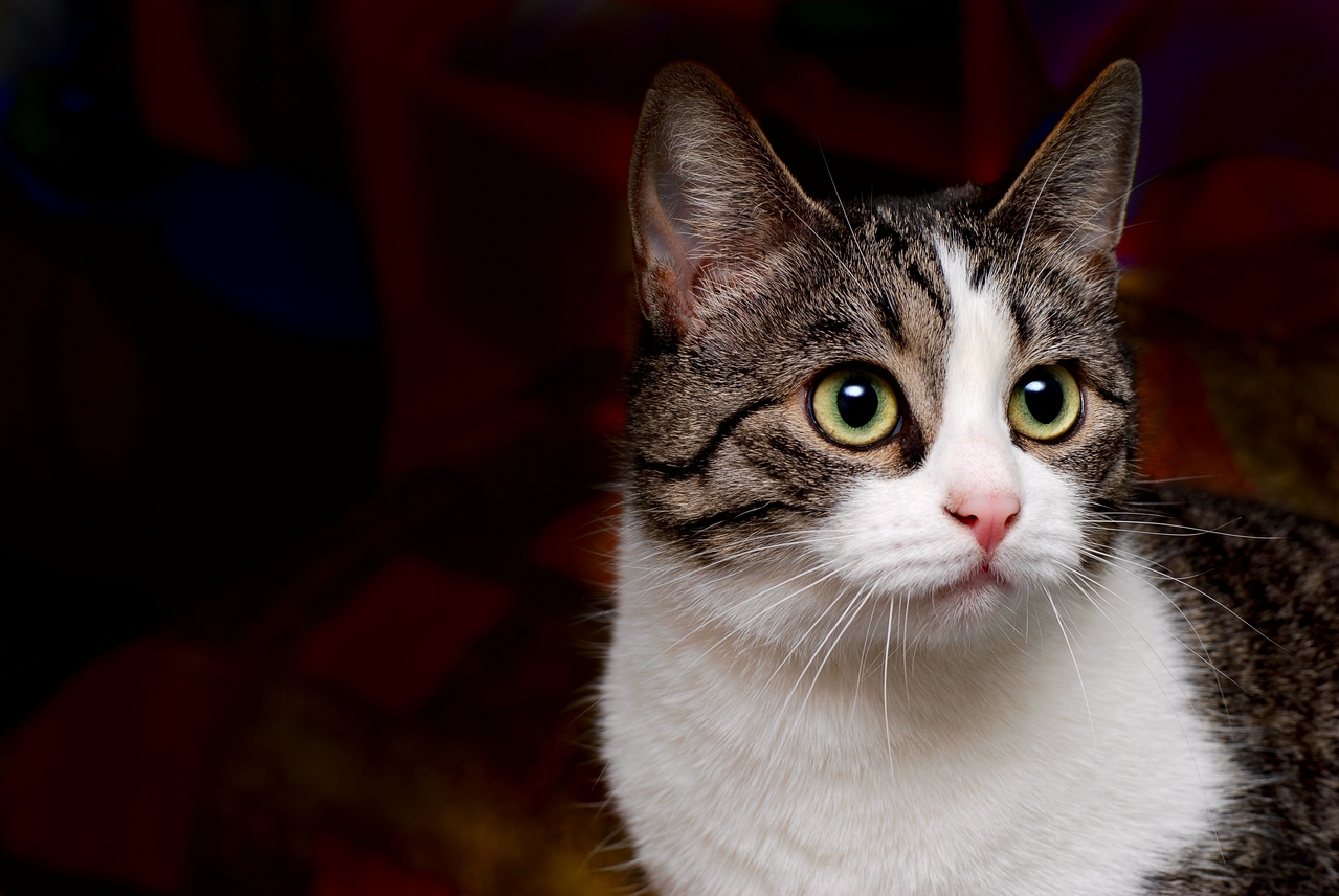 嚇到要收驚！99%貓咪「遇到10件事就崩潰」你家主子中幾個？ | 動物星球| 生活| 聯合新聞網