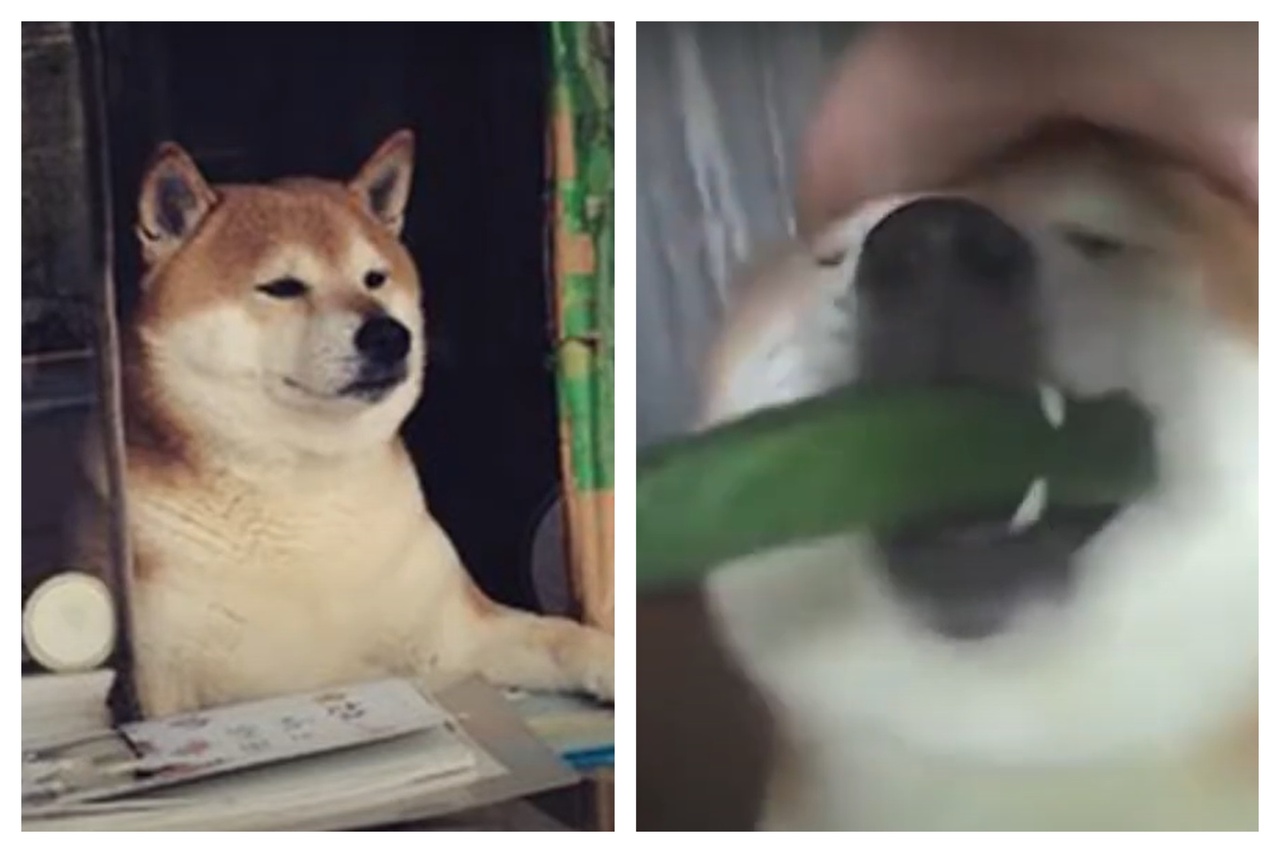 收編流浪柴犬竟「養到商業天才」 牠靠1根黃瓜幫阿嬤賺退休金買6棟房| 動物新鮮事| udn寵物部落