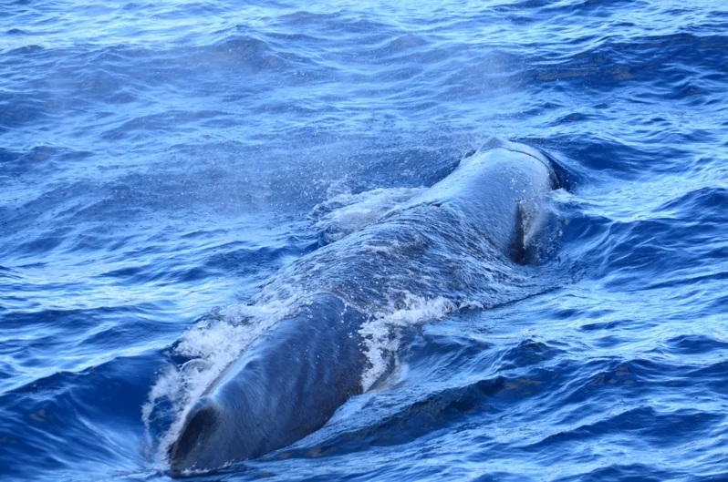 本抹香鯨　素材　245g 東さ7-0811③ 在多米尼加罗索海岸附近的抹香鲸，加勒比海- Bing Gallery · Peapix