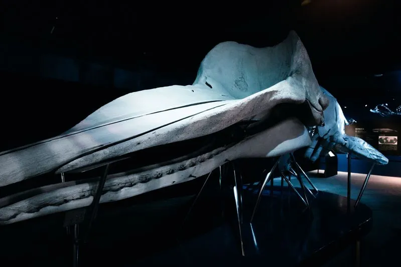 最大的抹香鯨在這裡！全台首座鯨豚救援教育場館帶你探索海洋保育之旅