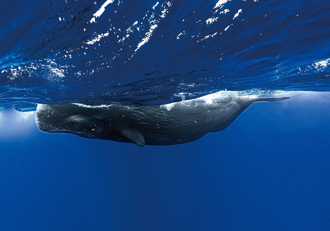 喜歡「站著」睡覺、每天只睡1.7小時！抹香鯨的14個冷知識，你知道幾個？ | 永續地球| 倡議家