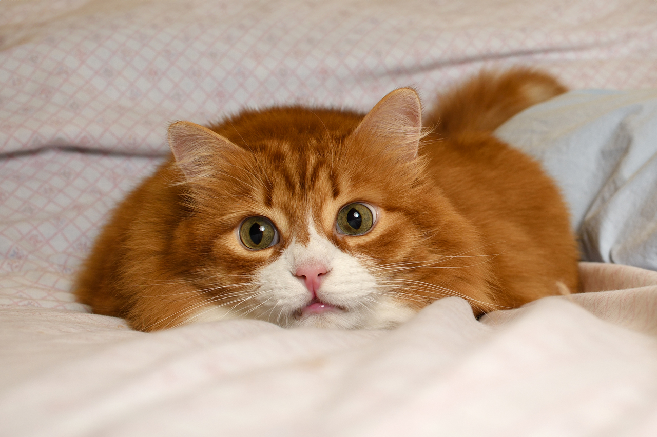 凌晨老是被貓咪挖起床餵飯！鏟屎官激推「1智能好物」：被踩醒的日子結束了| 生活娛樂| udn寵物部落