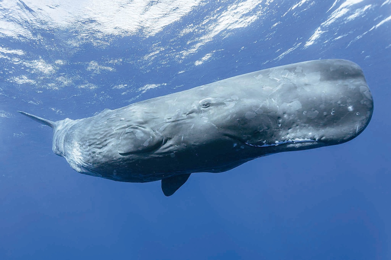 價格堪比黃金！四大香品之一「龍涎香」竟是鯨魚的排泄物？ | 藝開罐| 琅琅悅讀