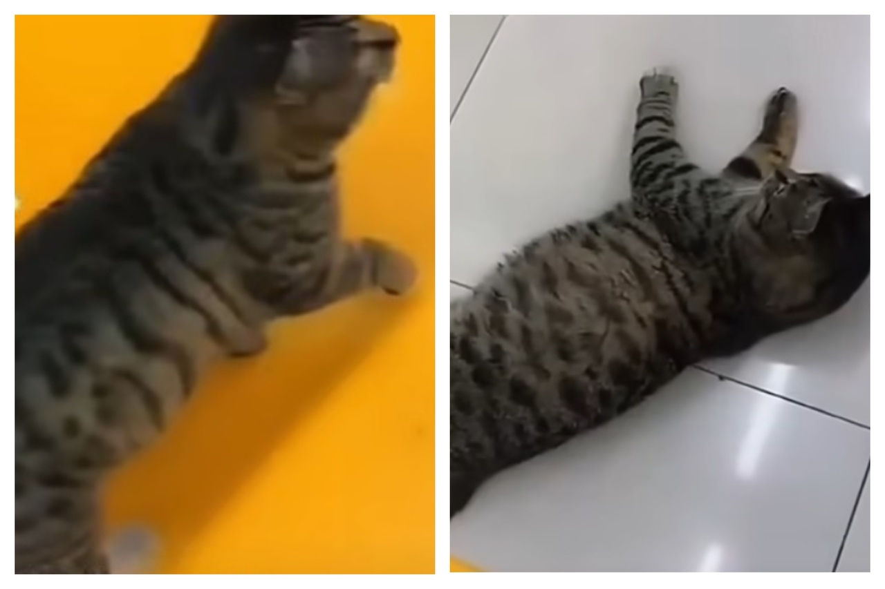 跛腳浪貓一進超市「瞬間倒地」 成功騙到店員關心秒恢復正常:拿吃的來| 動物新鮮事| udn寵物部落