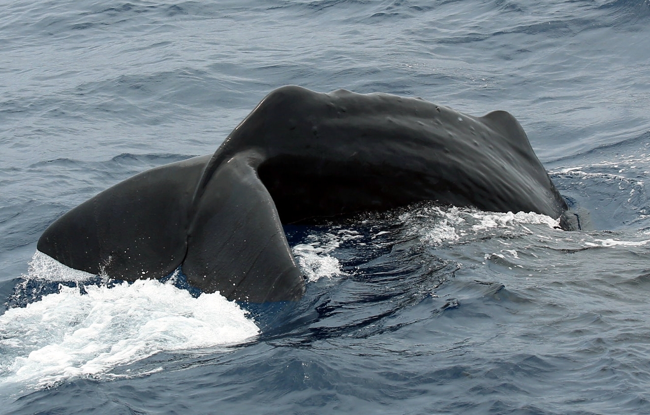 抹香鯨現蹤花蓮啟動聲音記錄計畫| 動物星球| 生活| 聯合新聞網
