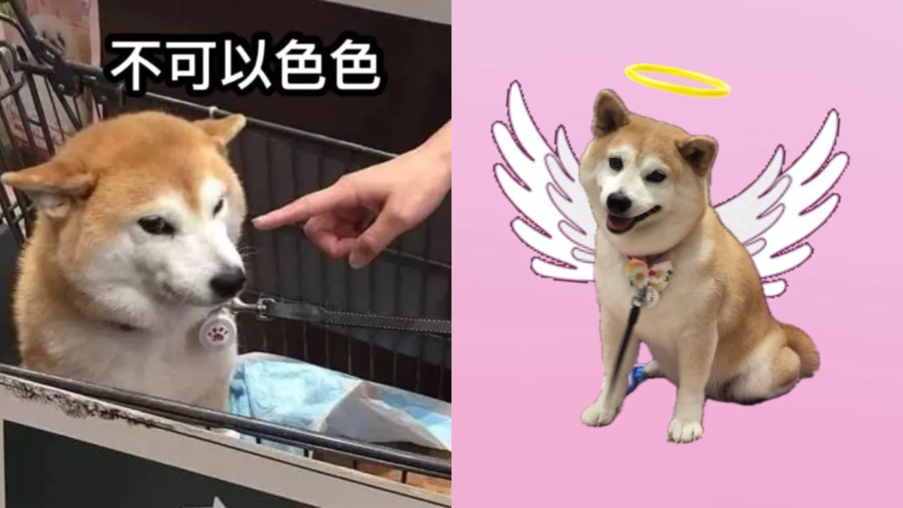 迷因「不可以色色」柴犬「Pon桑」逝世...飼主發文：牠踏上彩虹橋了| 新聞資訊| udn遊戲角落