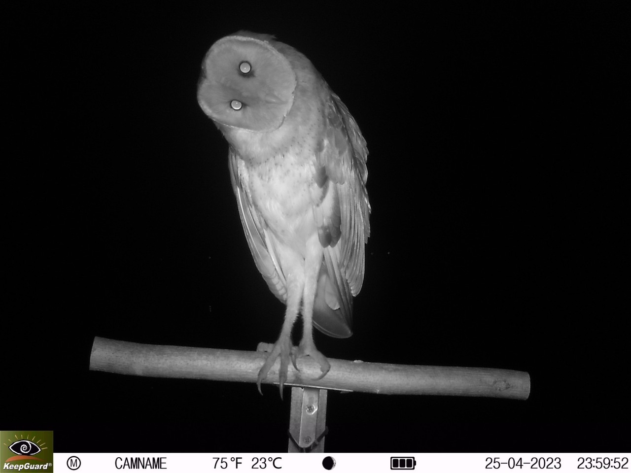 網議南科沙崙園區影響草鴞棲地管理局：審慎評估| 動物星球| 生活| 聯合新聞網