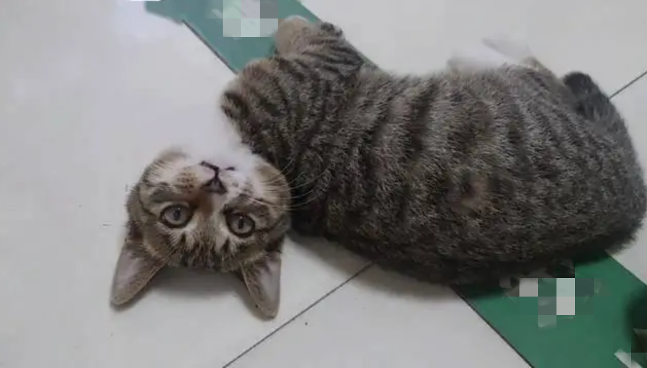 虎斑貓躺地撒嬌「下秒把自己的頭踢掉了」 無P照瘋傳萬人嚇瘋:還活著? | 動物新鮮事| udn寵物部落