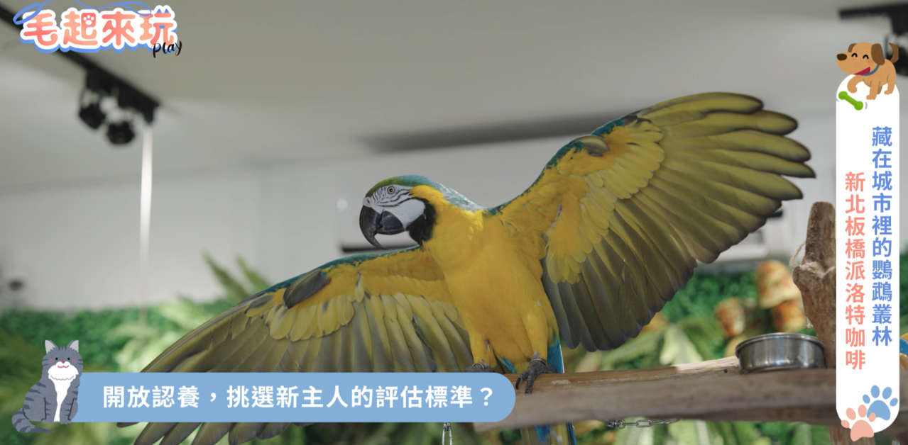 還沒聽過鸚鵡咖啡廳？近距離解鎖「30隻鳥寶圖鑑」撩女渣男、說話天才都在這| 毛起來玩| udn寵物部落