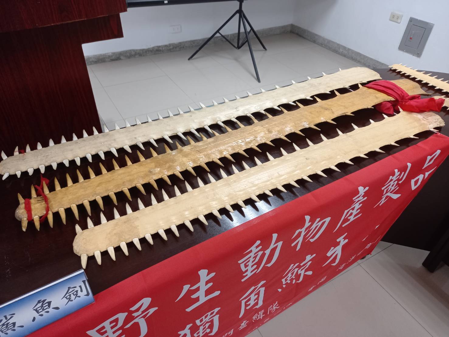 俗称「鲨鱼剑」的锯鳐鼻锯过去常作为宗教法器和收藏品，也称鲨鱼齿或骨刀。本报资料照片