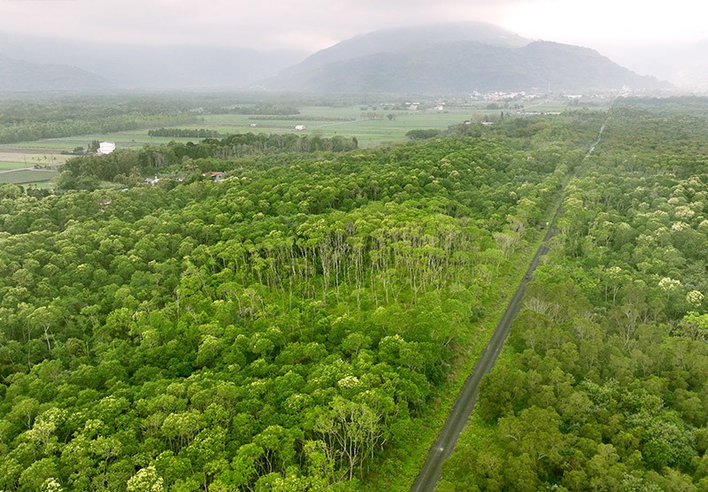 圖 光電砍鳳「林」： 流失中的森林、碳匯與