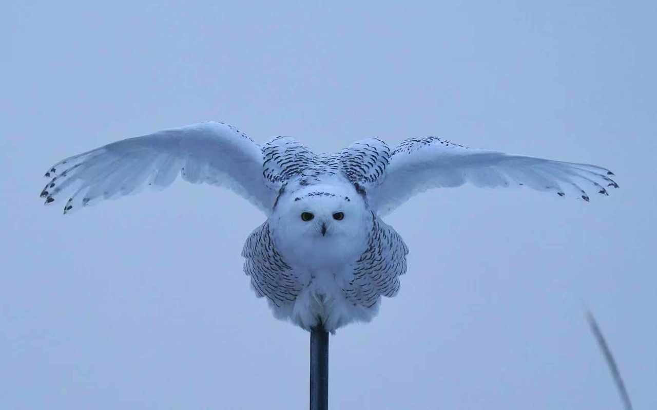 拍雪鴞迎新年 動物奇世界 生活 世界新聞網