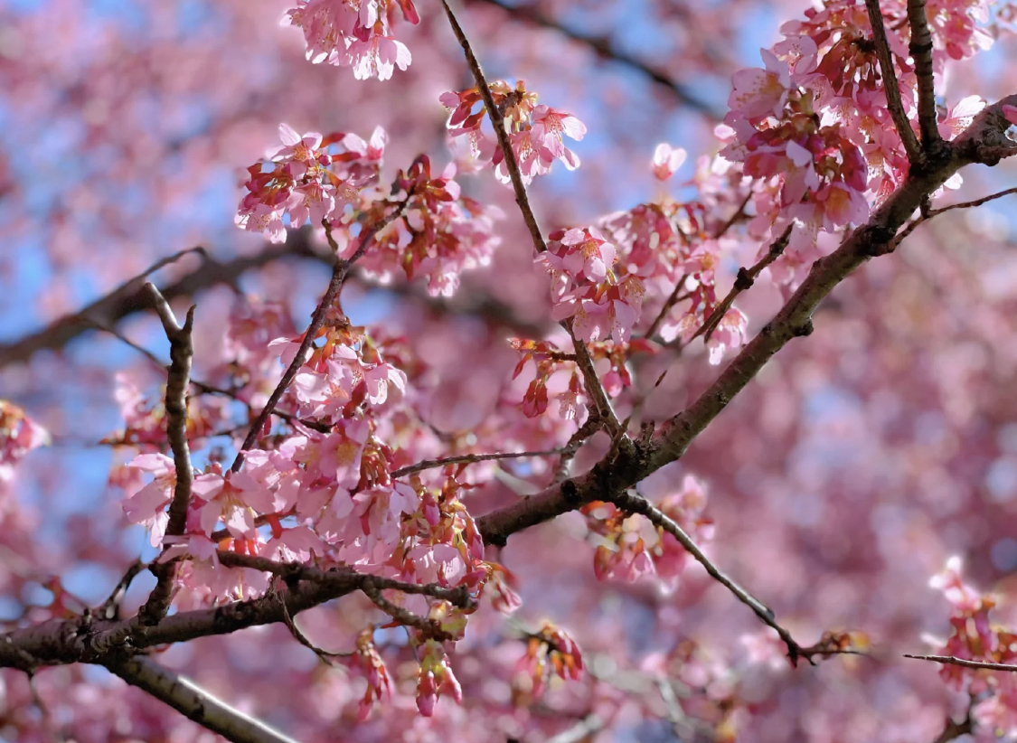 4月樱花季登场纽约5大区赏樱全攻略 北美 旅游 世界新闻网