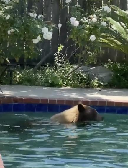 [新聞] 棕熊闖民宅 砸冰箱覓食還下泳池戲水