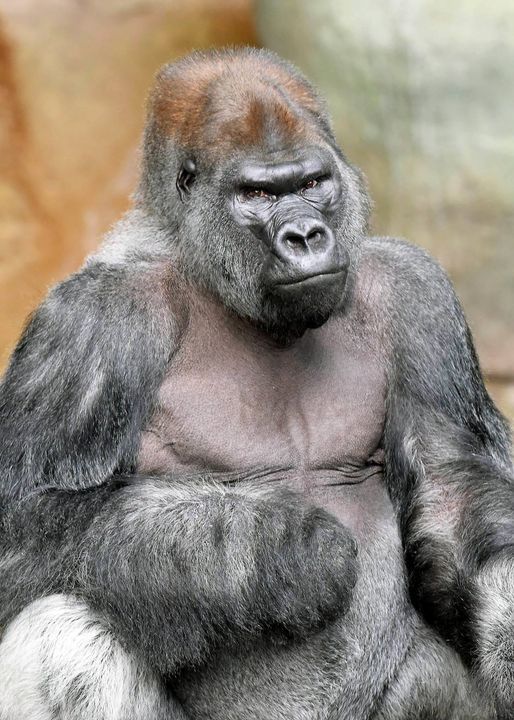 溫柔大巨人安息 芝城動物園瀕危大猩猩喬喬過世 芝加哥 地方 世界新聞網