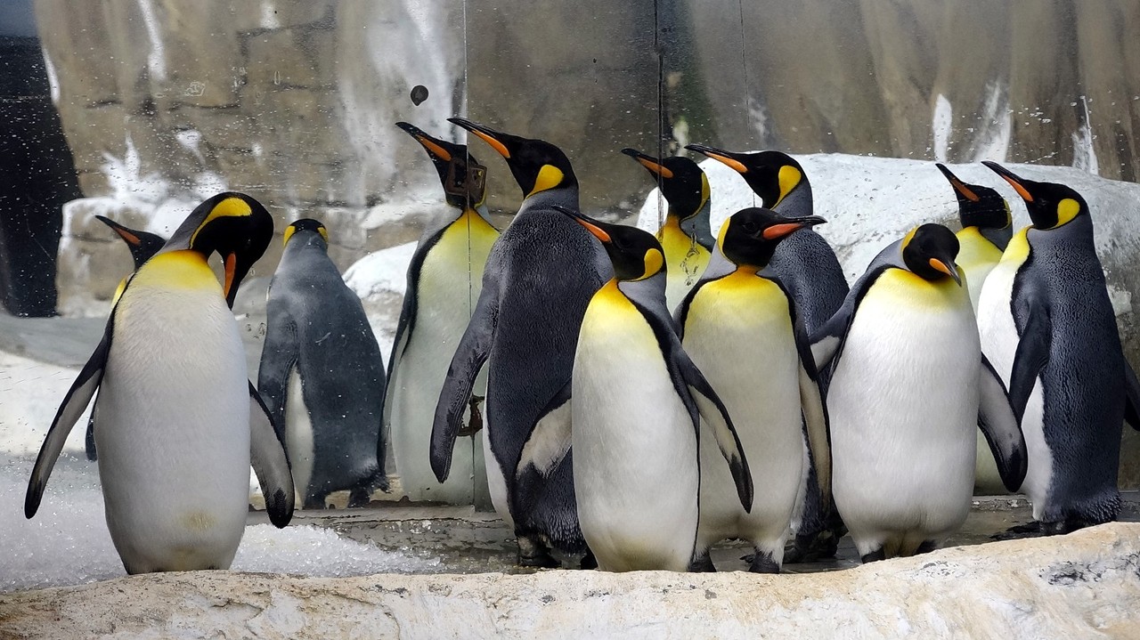 保育员头痛 国王企鹅挑食只爱肥美秋刀鱼 动物奇世界 生活 世界新闻网