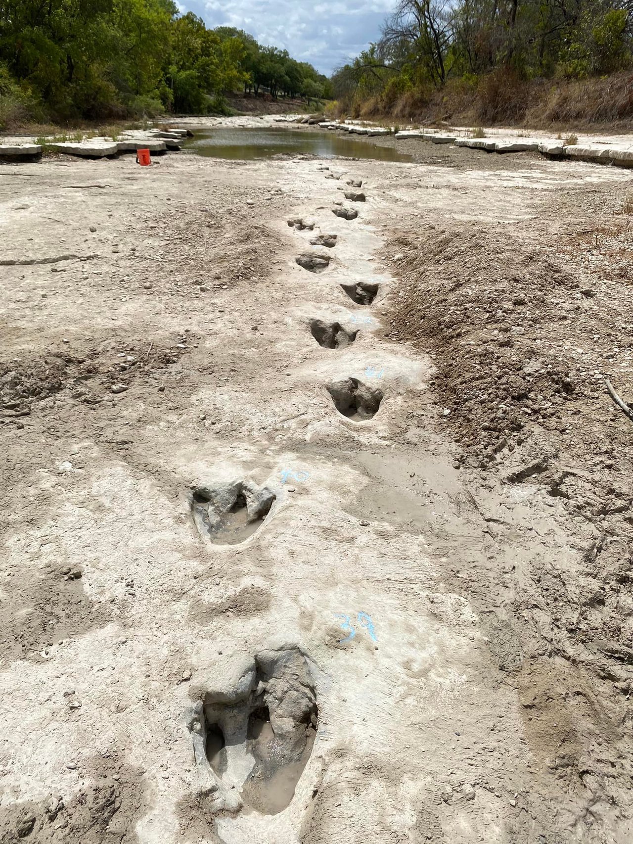 德州恐龍谷公園河床乾涸1.13億年前恐龍化石浮現| 美國綜合| 美國 