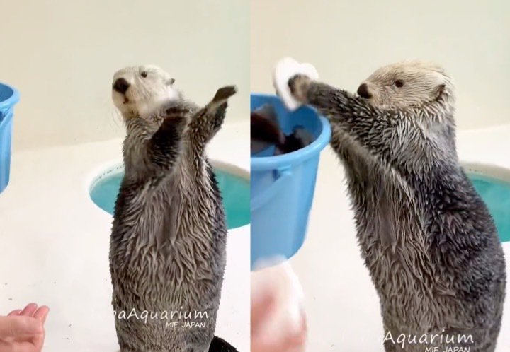 影 萌翻了日本水族館海獺玩拋接還會乖乖收玩具 動物奇世界 生活 世界新聞網