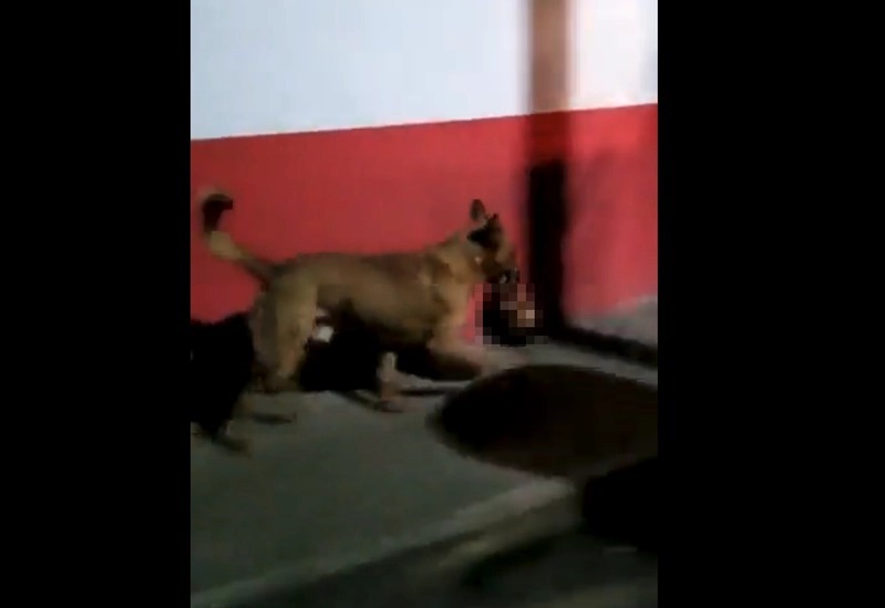 狗 叼人头 到处晃影片疯传墨西哥警方证实黑帮斩首 国际即时 国际 世界新闻网