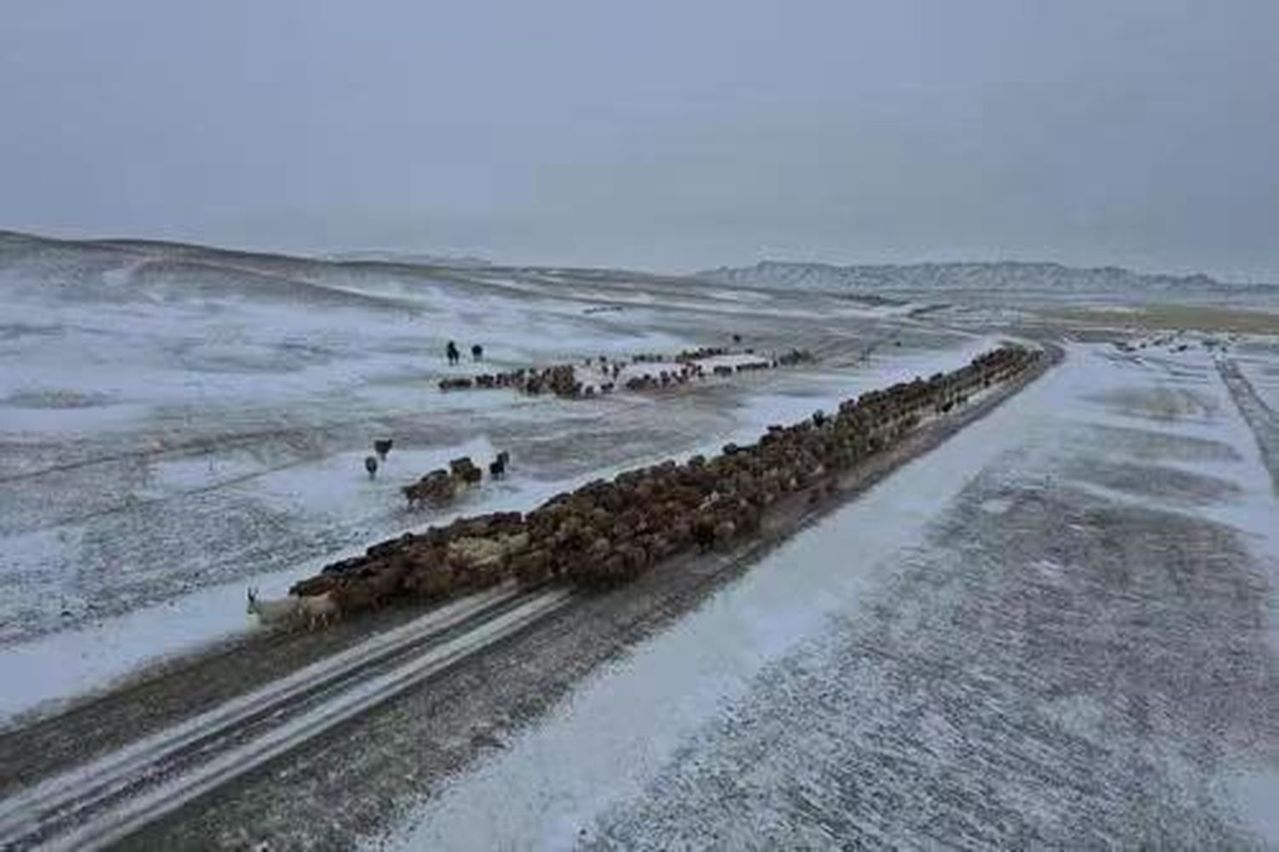新疆阿勒泰牧民将牛羊进行转场。（取材自阿勒泰零距离）