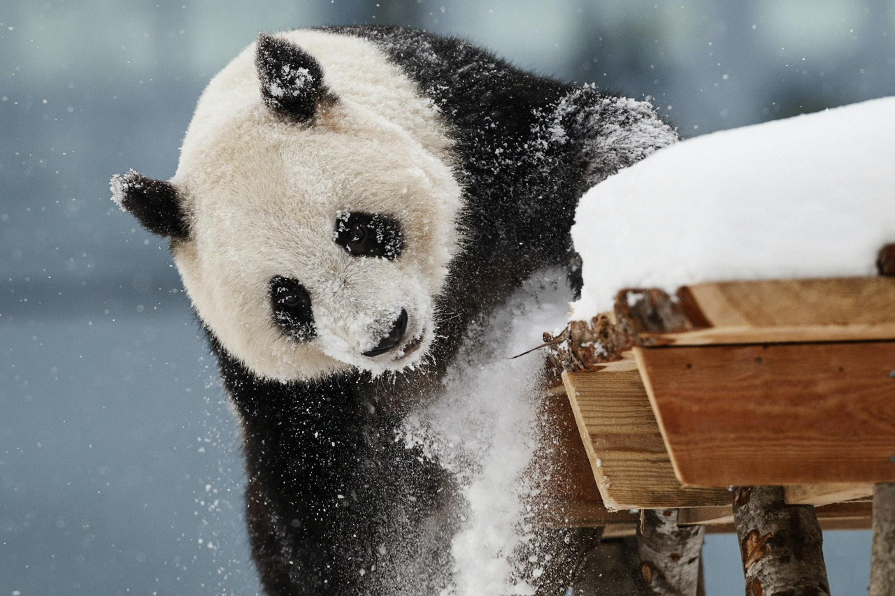 母熊猫金宝宝在芬兰艾赫泰里动物园雪地玩耍。路透