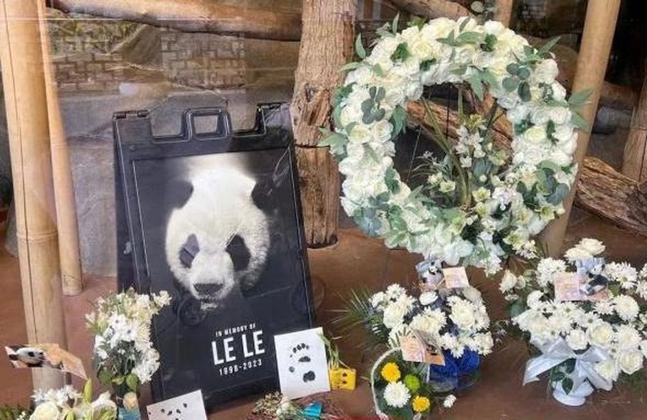 爱心人士悼念旅美大熊猫「乐乐」。（取材自上游新闻 ）
