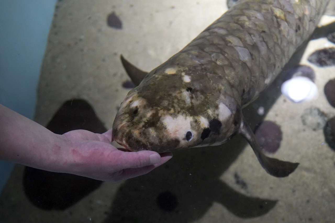 世界最老觀賞魚加州92歲「魚瑞」二戰前住進水族館最愛被摸肚| 動物 