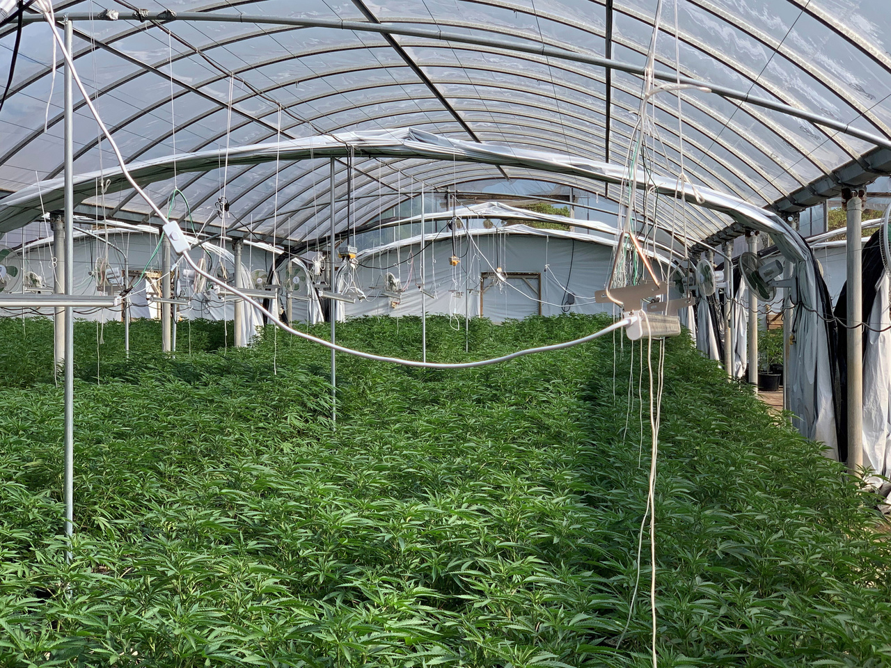 据说中国犯罪集团在全美各地建有数以千计的非法大麻农场，图为加州河滨市警方查获的非法大麻农场。(美联社)