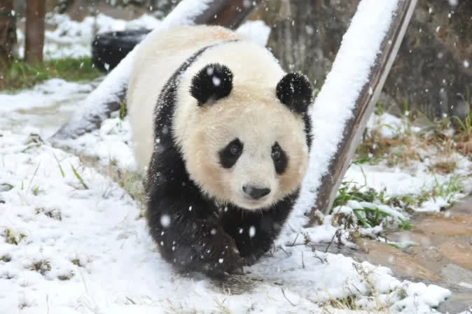 29岁旅日大熊猫「爽爽」因病死亡，日本民众纷纷表示哀伤与悼念。（中国野生动物保护协会）