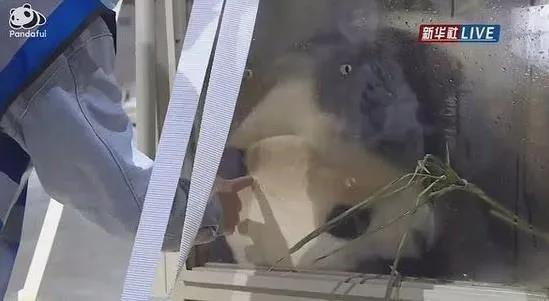 旅韩大熊猫「福宝」在成都机场停留时，被人没戴手套用手指戳头，原来是来自兽医的温暖触摸（视频截图）