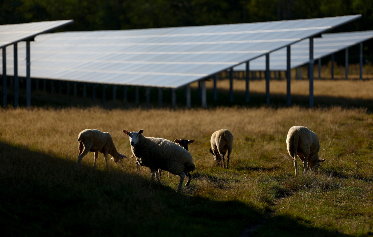 太阳能电场开放羊群放牧，让羊群帮忙除杂草。路透