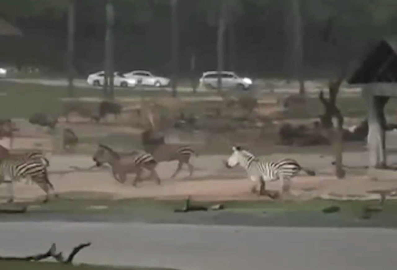 广州斑马、长颈鹿野生动物园内狂奔。（视频截图）