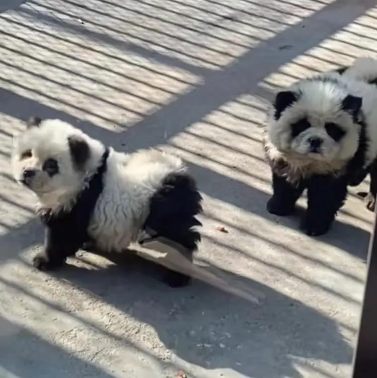 泰州动物园的「熊猫犬」吸引众多游客，但牠们其实是松狮犬。(影片截图)