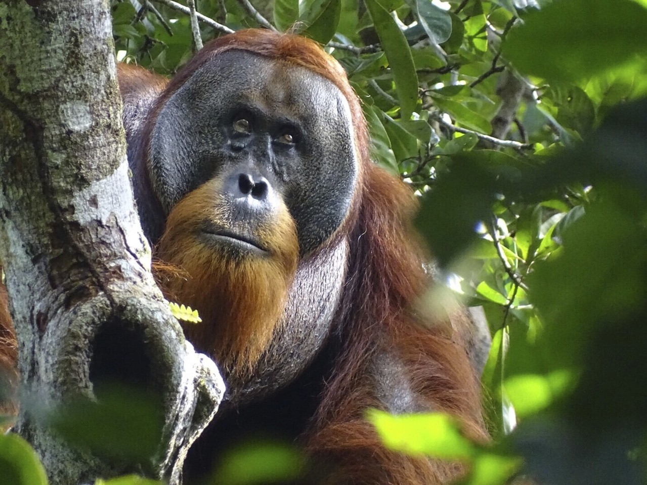马来西亚传出考虑推动「红毛猩猩外交」新政策，以答谢贸易伙伴国，目的在加强与棕油贸易国家之间的关系。（美联社）