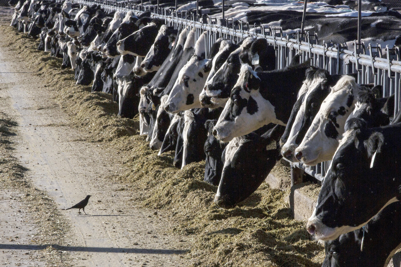 农业部表示染疫牛肉已经被排除于食品供应链，市售牛肉安全无虞，民众仍可安心食用。(美联社)