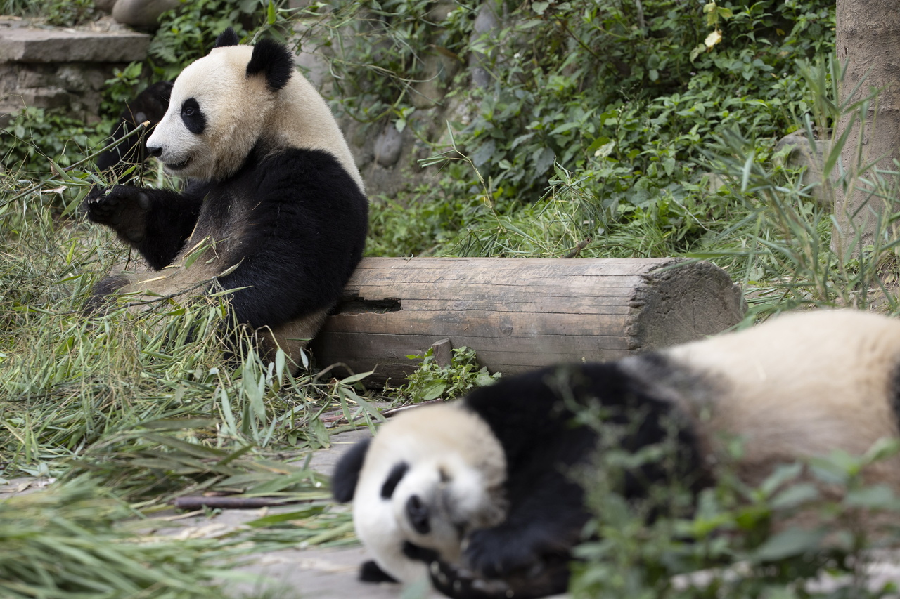 中国大熊猫云川及鑫宝已于北京时间26日离开四川大熊猫保护研究中心、雅安碧峰峡基地，搭乘包机从成都前来加州圣地牙哥动物园，动物园的工作人员也在做好迎接准备。(欧新社)