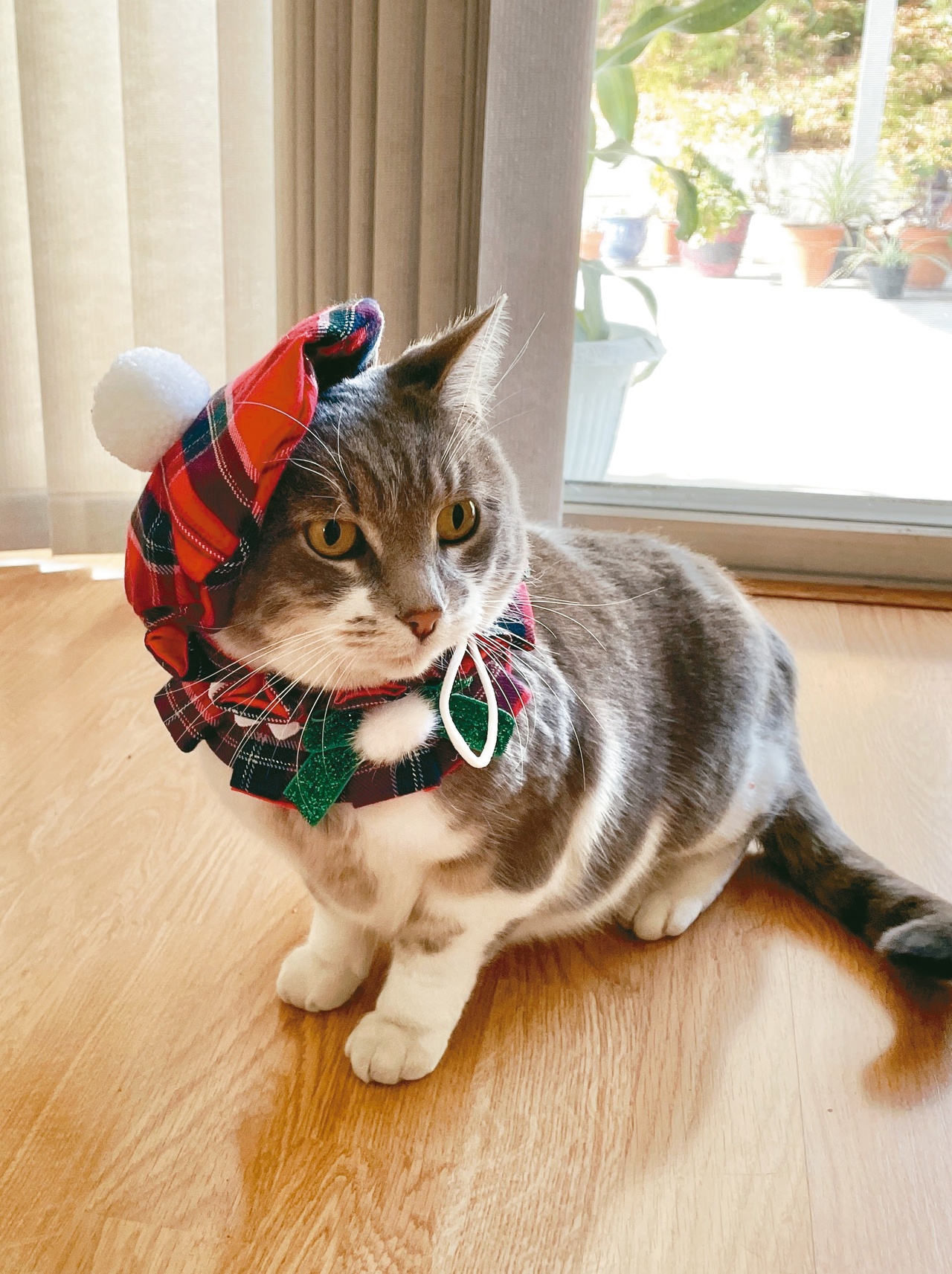 这年头，连宠物也流行凡尔赛了？_凤凰网, image size:1280x1713