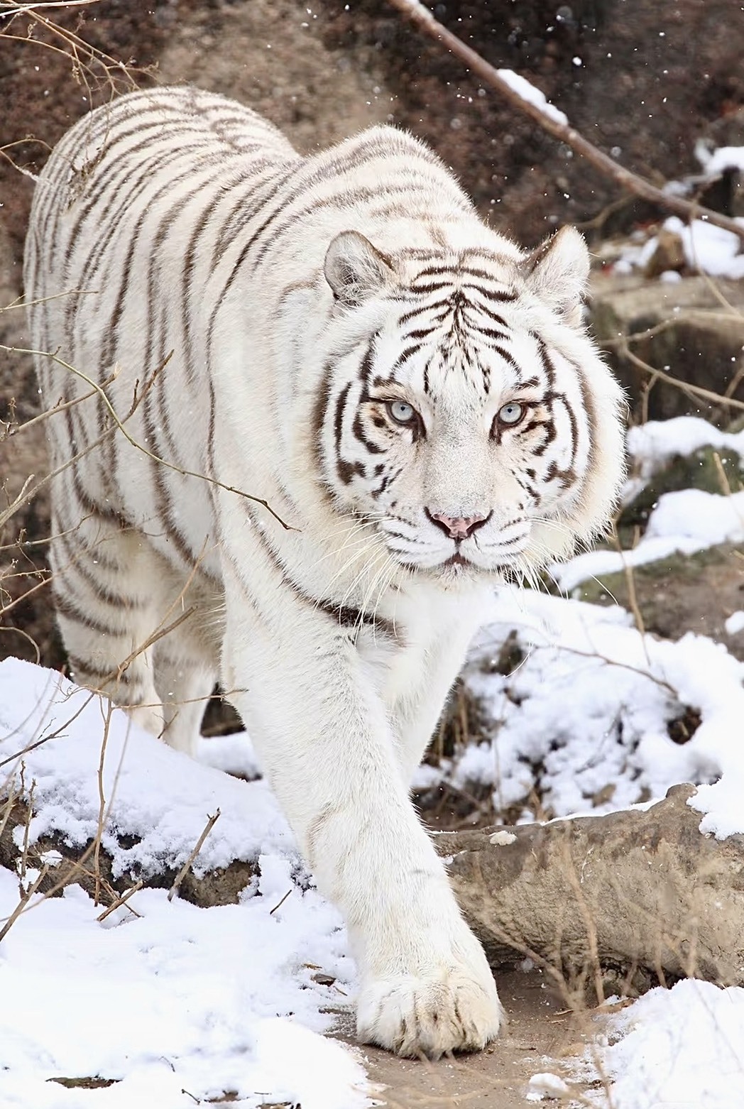 虎界「劉亦菲」高顏值青島白虎罕見基因自帶美麗密碼| 神州生活圈| 中國| 世界新聞網